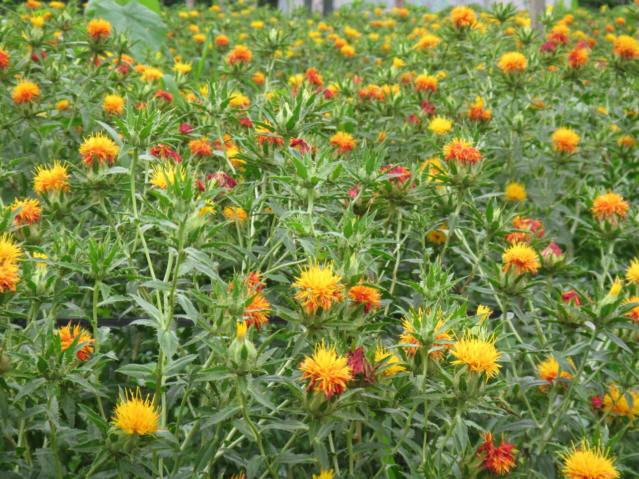 山形県の花 紅花を深く知る 映画 紅花の守人 葉っぱ塾 ブナの森から吹く風