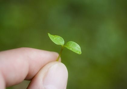 新芽を摘む