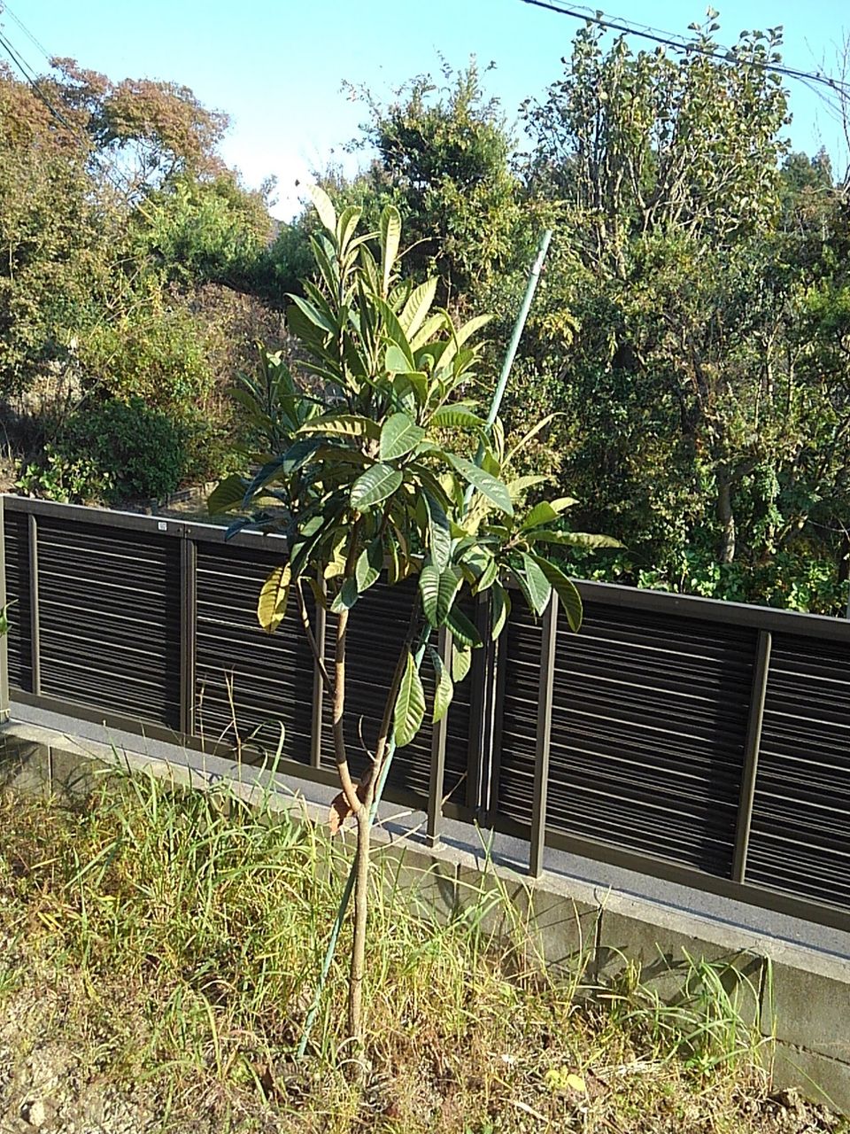 我が家のビワの木 自然食品店ちっちゃいヨメの日記 我が家のビワの木 自然食品店ちっちゃいヨメの日記