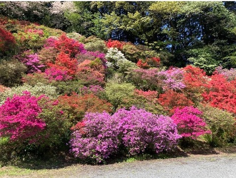 虚空蔵堂つつじ20220417