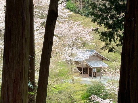 親山 虚空蔵堂 桜満開20220327