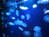 クラゲ