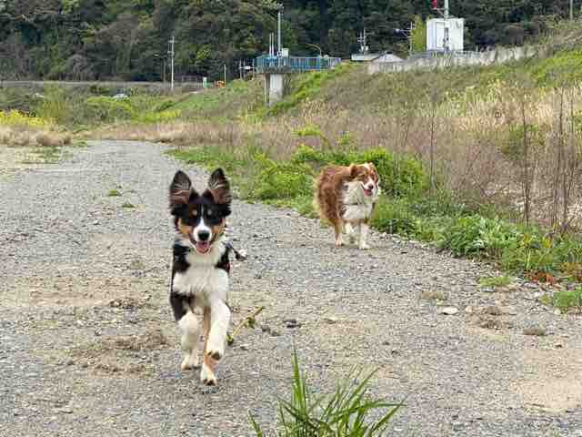克服 オーストラリアンシェパード との 暮らし