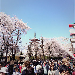 2015sakura_03