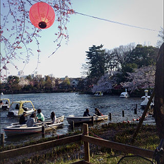 2015sakura_08