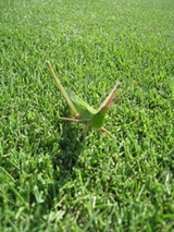 nisso_04