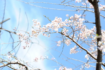 2021_sakura