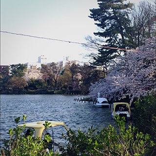 2015sakura_07