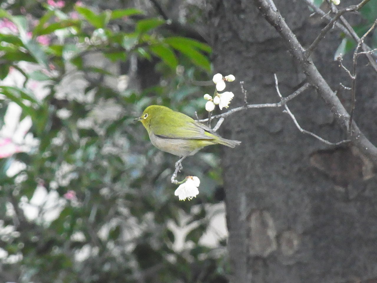花の蜜に黄緑 向日葵の花言葉と小さな幸せ 花の蜜に黄緑 向日葵の花言葉と小さな幸せ
