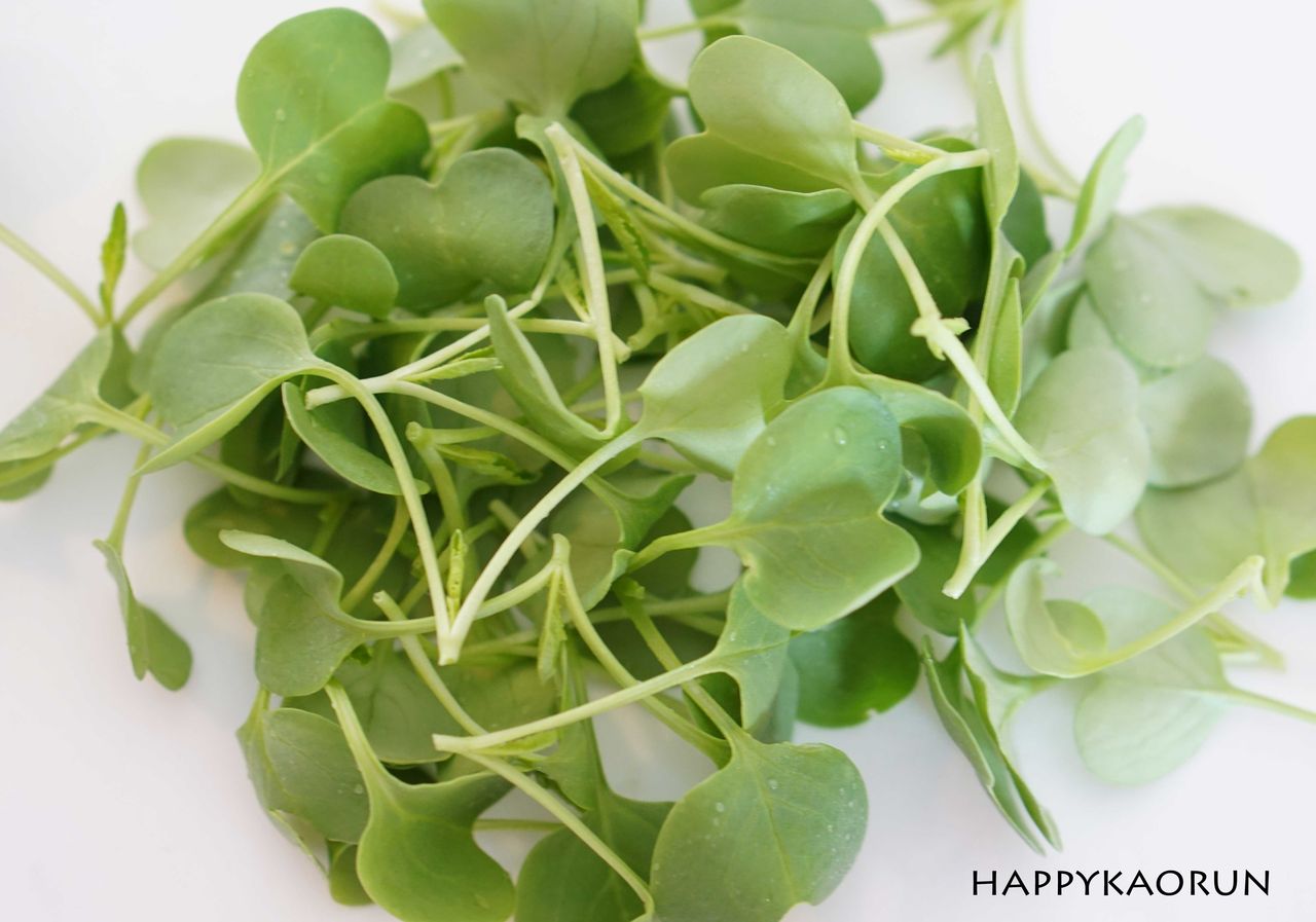 菜園日記 ダイコンの間引き 間引き菜でサラダ 休日ランチ かおるんの大地と自然と家ごはん