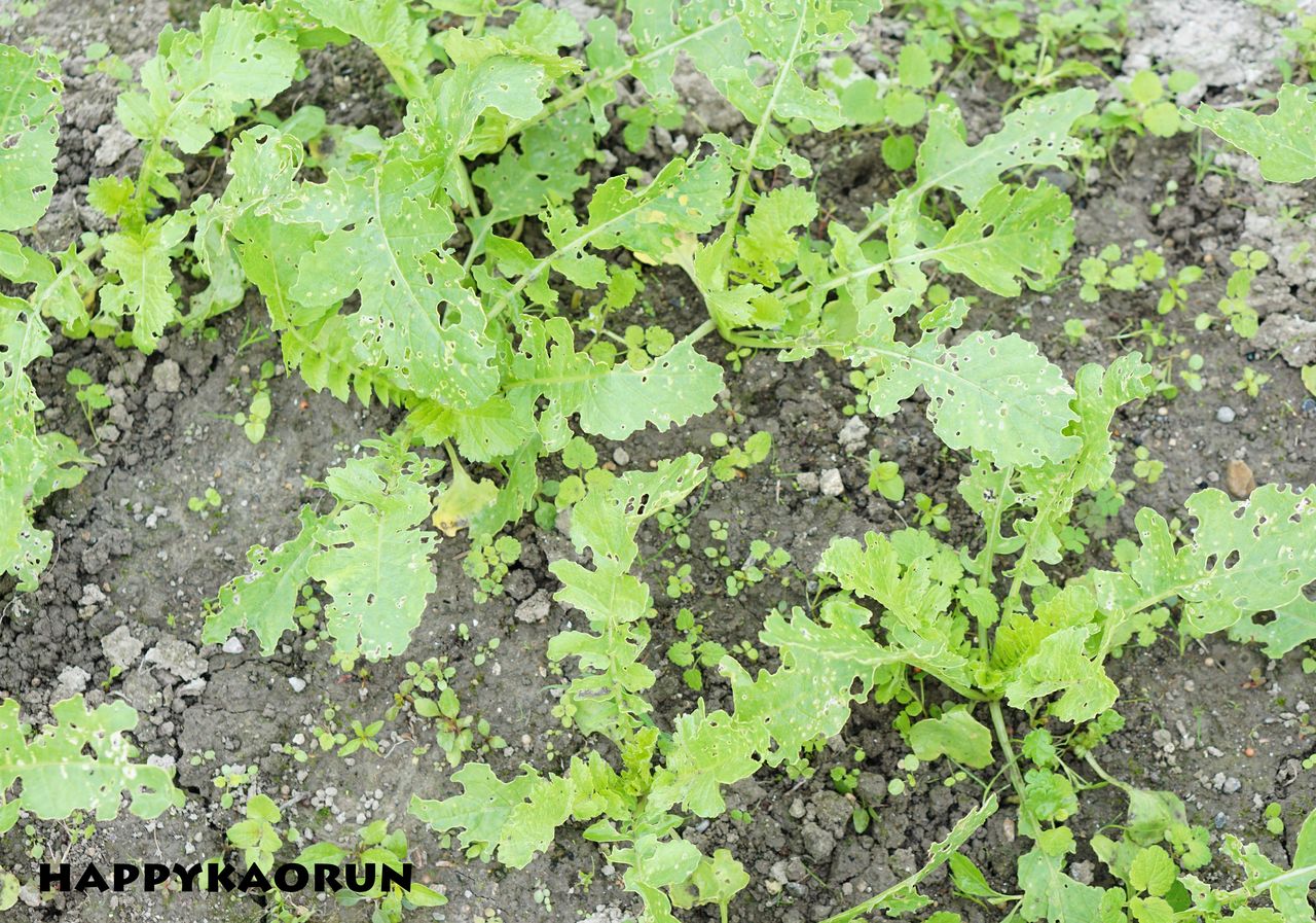 菜園日記 大根の間引き菜を収穫 大根の葉と桜えびのパラパラ炒飯 かおるんの大地と自然と家ごはん