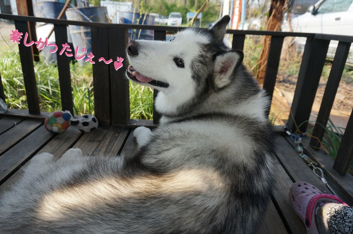 親バカ写真集風 短いしっぽのハスキー犬との Ordinary Life