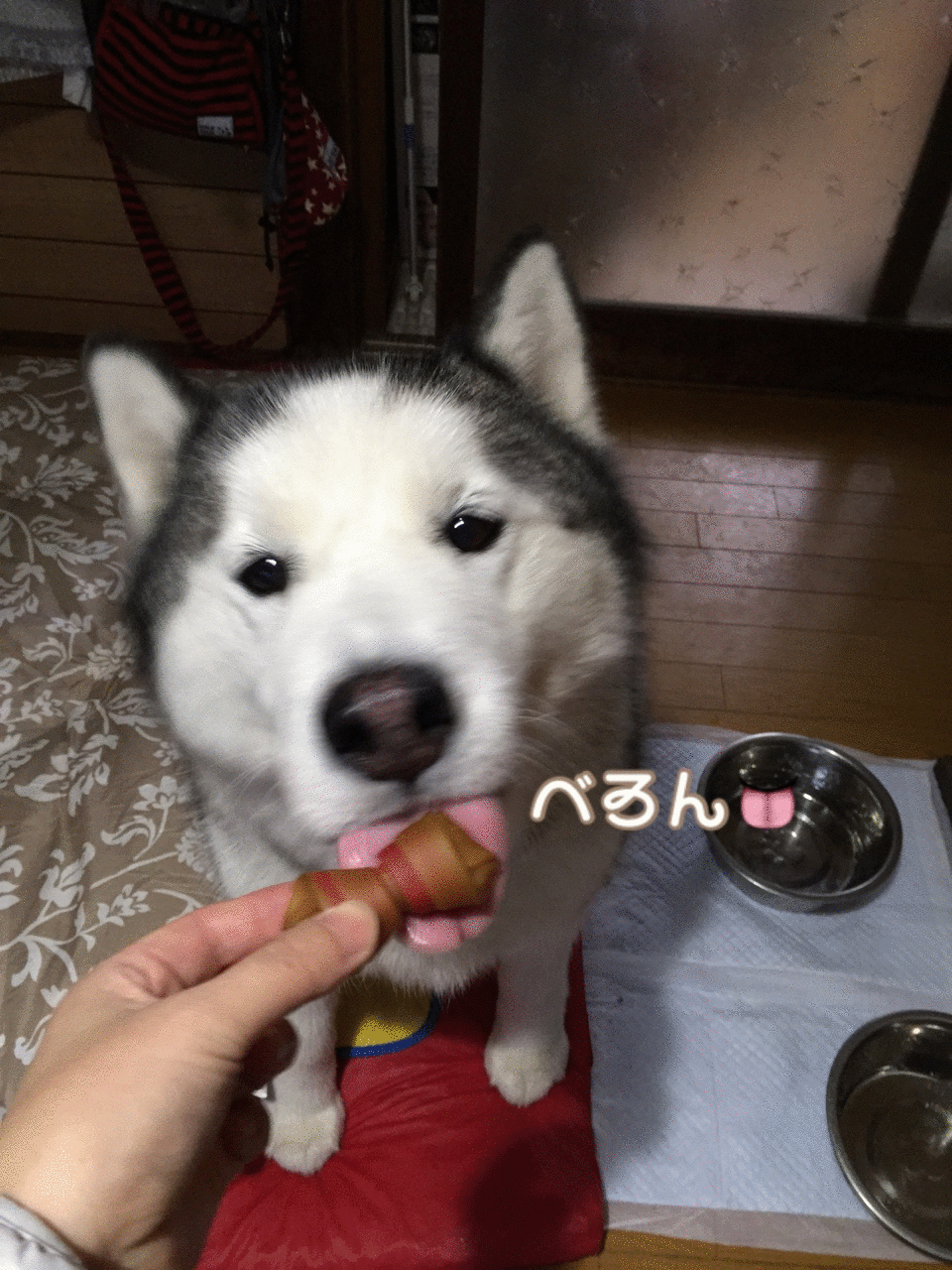 紅葉写真展へようこそぉ D ノ 短いしっぽのハスキー犬との Ordinary Life 紅葉写真展へようこそぉ D ノ 短いしっぽのハスキー犬との Ordinary Life