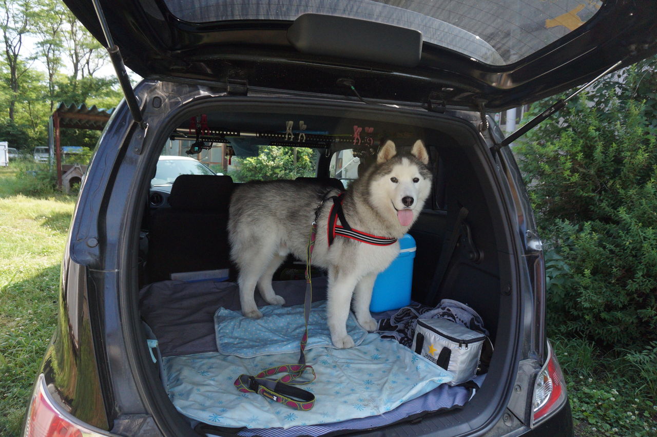 ヴィヴィin釜石 短いしっぽのハスキー犬との Ordinary Life ヴィヴィin釜石 短いしっぽのハスキー犬との Ordinary Life