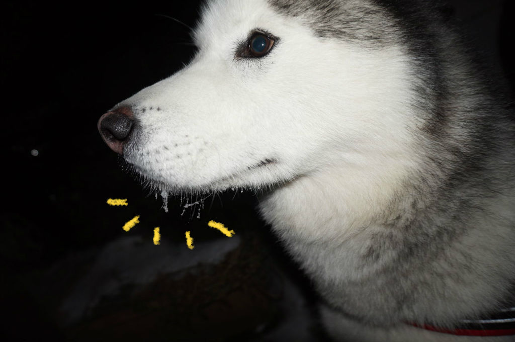 寒 い一日 D 短いしっぽのハスキー犬との Ordinary Life