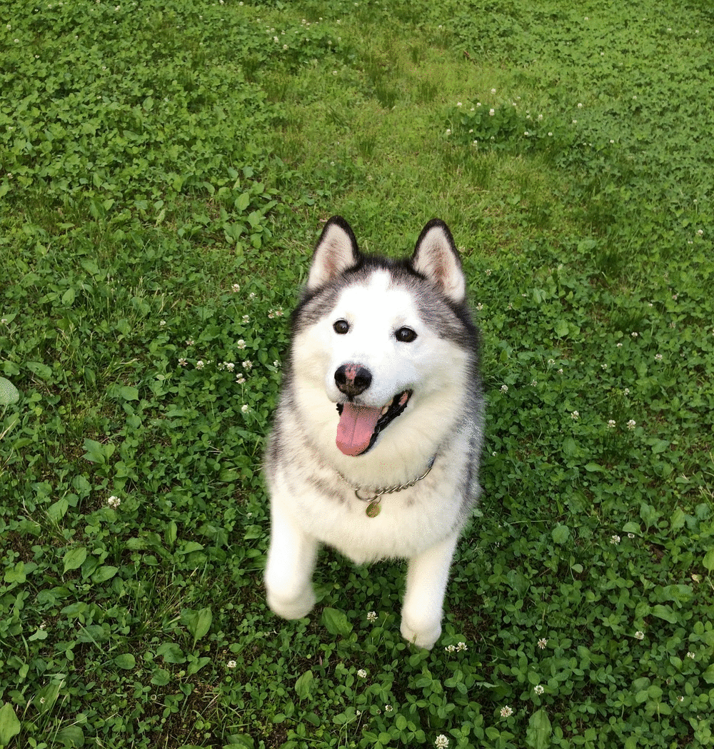 ボール遊び パート 短いしっぽのハスキー犬との Ordinary Life ボール遊び パート 短いしっぽのハスキー犬との Ordinary Life