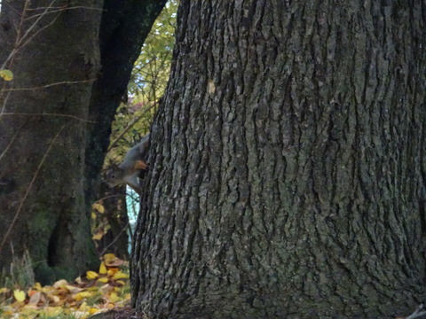 DSC09215