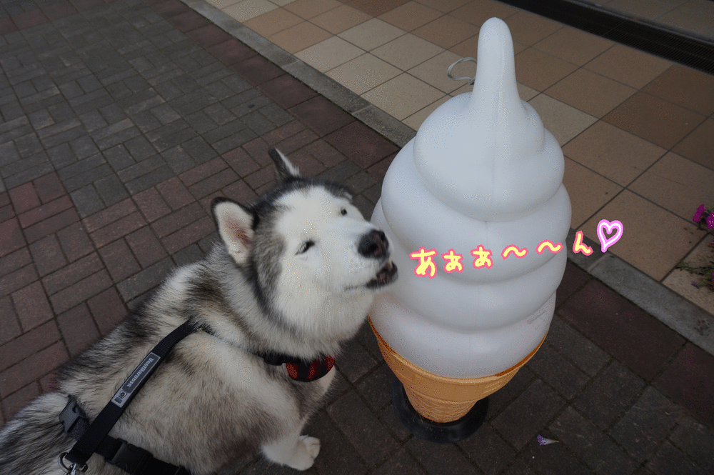 ルアーコーシングの帰り道 短いしっぽのハスキー犬との Ordinary Life ルアーコーシングの帰り道 短いしっぽのハスキー犬との Ordinary Life