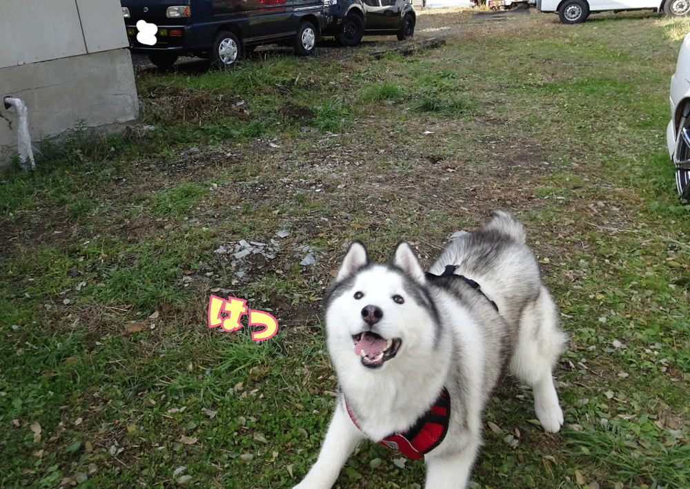 お久しぶりのお友達 キャワワッ 短いしっぽのハスキー犬との Ordinary Life お久しぶりのお友達 キャワワッ 短いしっぽのハスキー犬との Ordinary Life