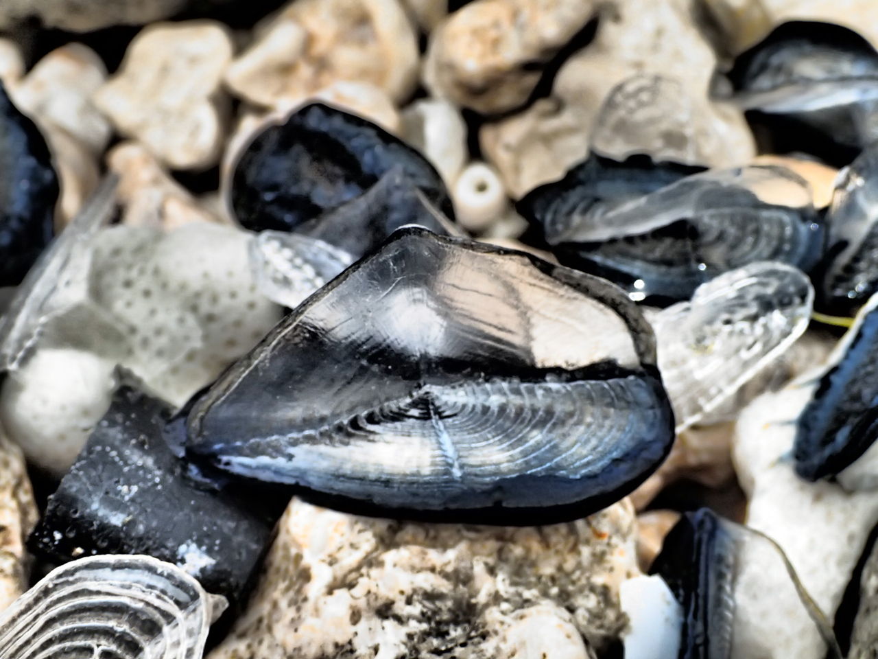 海の有害生物 カツオのカンムリ 宮古島の秘郷 大浦部落 海の有害生物 カツオのカンムリ 宮古島の秘郷 大浦部落