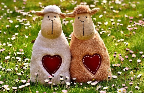 sheep-2254055_960_720