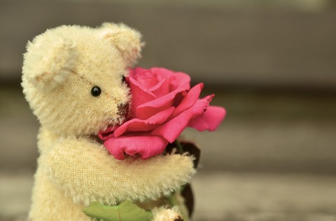 teddy-889814_960_720