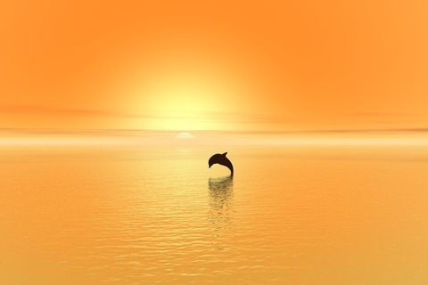 dolphin-1078319_960_720