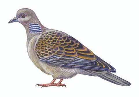 kizibato