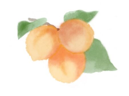 apurikotto
