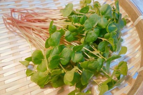 sobasupurauto