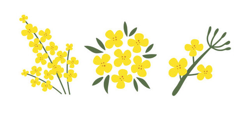 nanohana