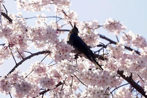 hiyodori1