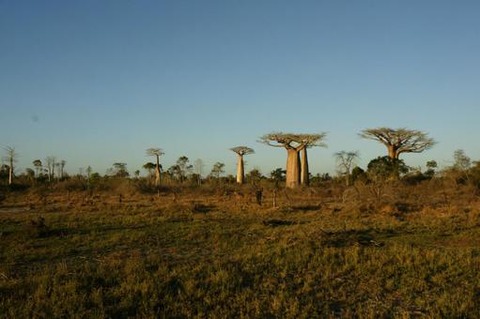 madagasukaru1