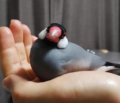 buntyou