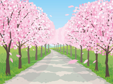 sakuranamiki1