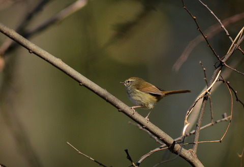 bird uguisu