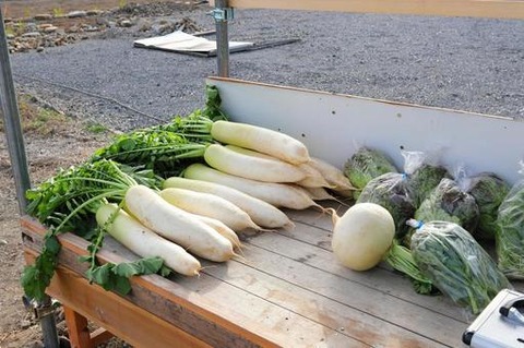 kabutodaikon