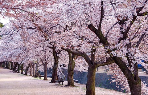 sakuranamiki