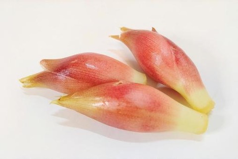 myouga