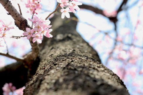sakuranomiki