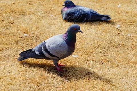 dobato