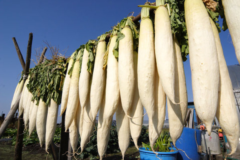 hosidaikon