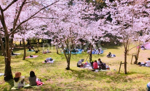 ohanami