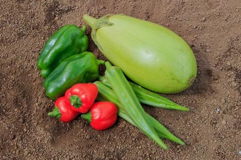 natuyasai