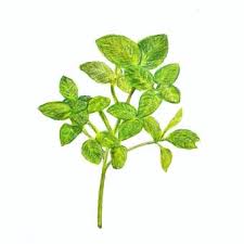 oregano