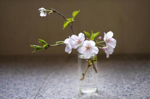 ohanami