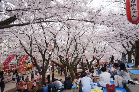 ohanami1