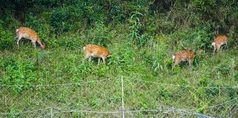 sika