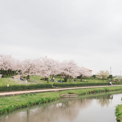 karetasakura