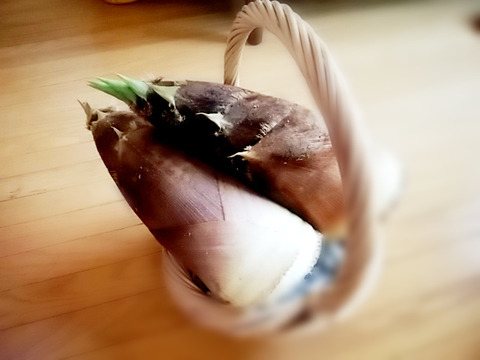 タケノコ